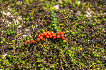 Red and Green Pepper. Fully mature pepper, black pepper before processing