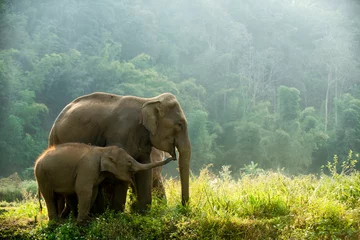 Foto auf Acrylglas Elephant family walking through the meadow © Chaiphorn