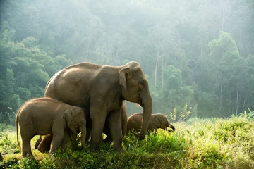Fototapeten Elephant family walking through the meadow © Chaiphorn