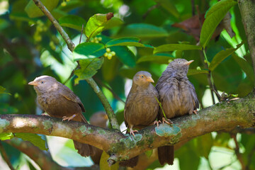 yellow billed babblers playing on tree branch