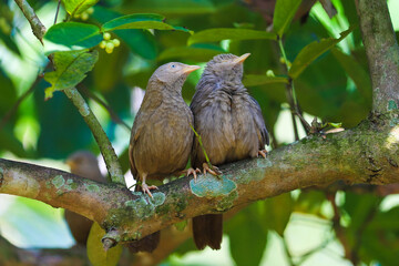 yellow billed babbler