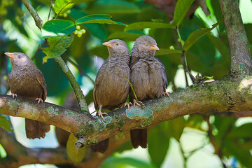 yellow billed babbler