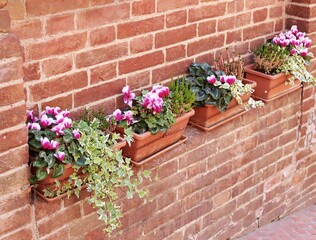 Italy, Tuscany: Flowers pots on the red brick wall.