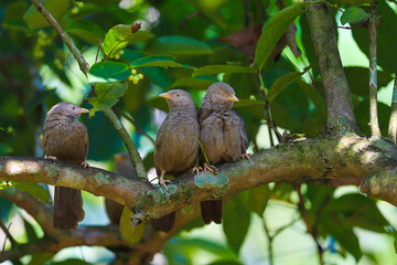 yellow billed babblers playing on tree branch