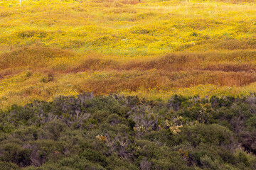 field of yellows