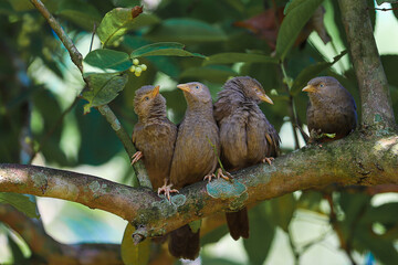 yellow billed babblers playing on tree branch