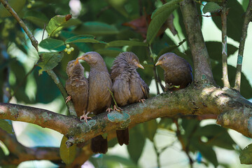 yellow billed babblers playing on tree branch