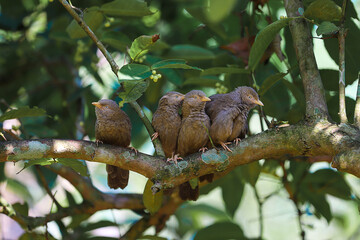 birds on a branch