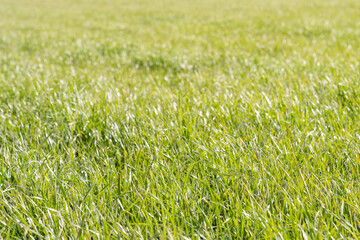 Herbe ensoleillée dans un pré