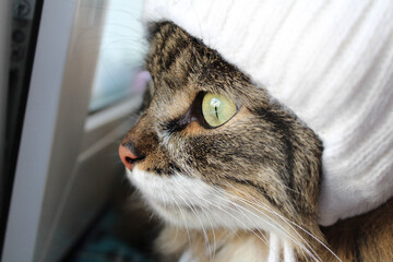 adorable, animal, beanie, beautiful, cat, christmas card, closeup, cold weather, cute, eyes, face, fluffy, gentle, happy, hat, kitten, kitty, pet, portrait, preparing for christmas, preparing for the 