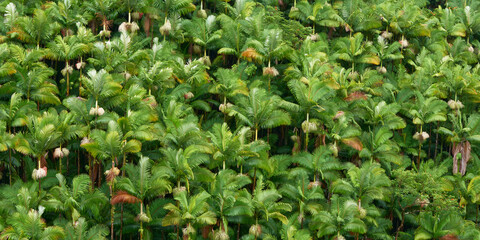Aerial panoramic view of the green palm forest on a rainy day in Hawaii.