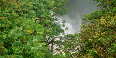 Panorama of the green mixed forest with the rare tree flowers on a rainy day in Hawaii.
