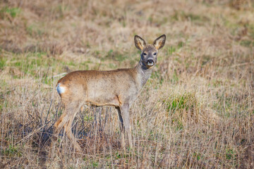 A young deer staring straight back at the camera