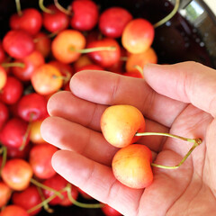 double sweet cherries in the palm of the hand top view. tasting sweet berries
