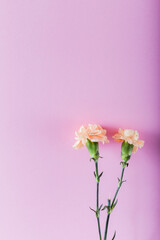 Fresh carnations on pink background. Text space. Floral background.