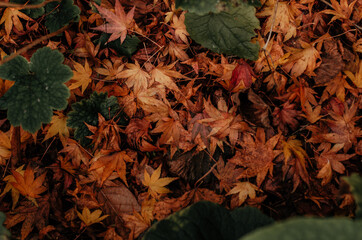 autumn leaves background