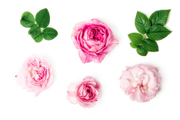 Set of wild pink roses, bows and leaves, isolated on white background. Top view, template