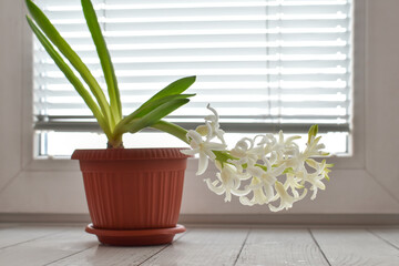 Blooming white hyacinth in pot against background of window with shutters. Delicate spring flowers on window. Houseplant care. White flowers on windowsill against background of closed blinds