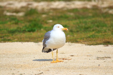 Yellow-legged gull on the coast