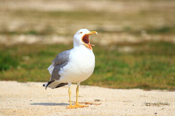 Yellow-legged gull yawns on the coast