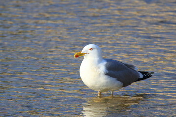 Gull standing in shallow sea 