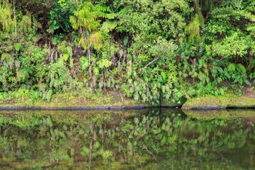 Fototapeta premium Ferns growing on the steep bank of a New Zealand river, reflected in the water below