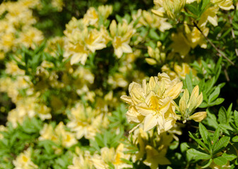 yellow rhododendrons in the garden