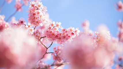 サクランボ, ピンク, 自然, 咲く, ブランチ, 花, sakura, 