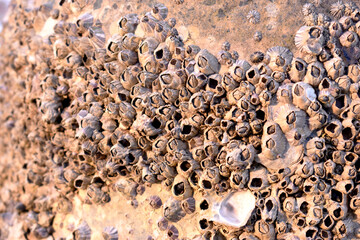 Sea shells perched on Cement Column.