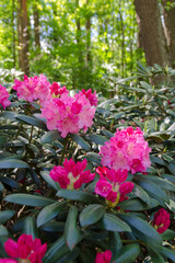 pink rhododendrons in the garden