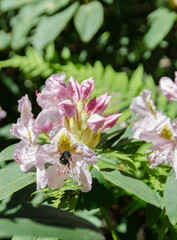 pink and white rhododendrons with bee