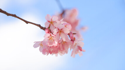 Obraz premium サクランボ, ピンク, 自然, 咲く, ブランチ, 花, sakura, 