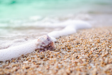 Sea shell on soft wave and sand beach with blur image of blue sea and blue sky background. tourist ocean pattaya thailand. for travel summer holidays.