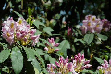 pink and white rhododendrons