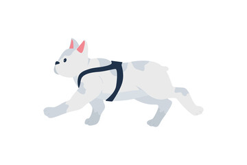 Grey french bulldog flat color vector detailed character. Animal training. Dog running. Activity and exercise for puppy. Pet care isolated cartoon illustration for web graphic design and animation