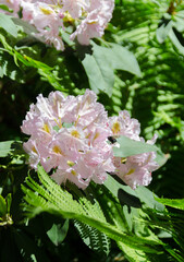 pink and white rhododendrons