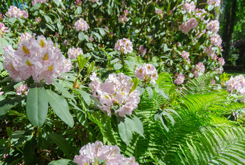 pink and white rhododendrons flowers