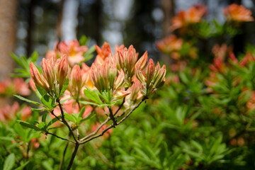 Orange Rhododendrons