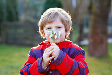 Cute little kid boy holding snowdrop flowers outdoors on sunset. Happy healthy child making gift for mum on mother s day. Springtime and spring.