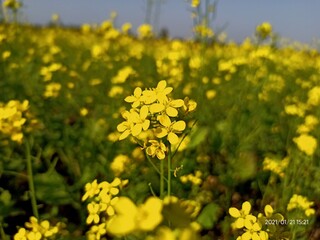 field of yellow flowers