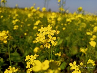 field of yellow flowers