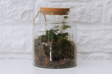 Glass terrarium.  self ecosystem. terrarium bottle. ecological system. gardening. house plants. 