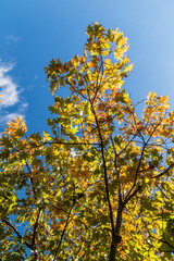 Fototapeta premium background of leaves in typical indian summer colors