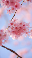 サクランボ, ピンク, 自然, 咲く, ブランチ, 花, sakura, 