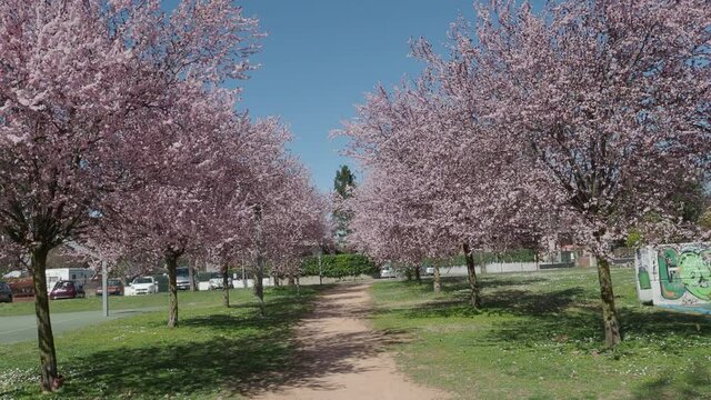 romantic pink flower tunnel on public park trees in march