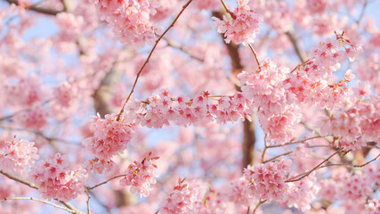 サクランボ, ピンク, 自然, 咲く, ブランチ, 花, sakura, 
