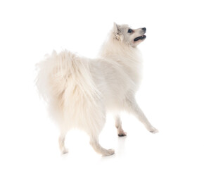 Japanese Spitz in studio