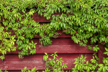 Red wooden fence entwined with wild grapes