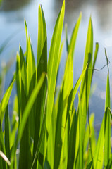 Background of a young green cane Rogos broad-leaved