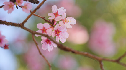 Fototapeta na wymiar サクランボ, ピンク, 自然, 咲く, ブランチ, 花, sakura, 